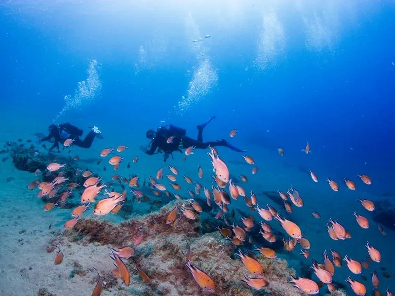Banco de peces anaranjados sobre un arrecife con dos buceadores al fondo