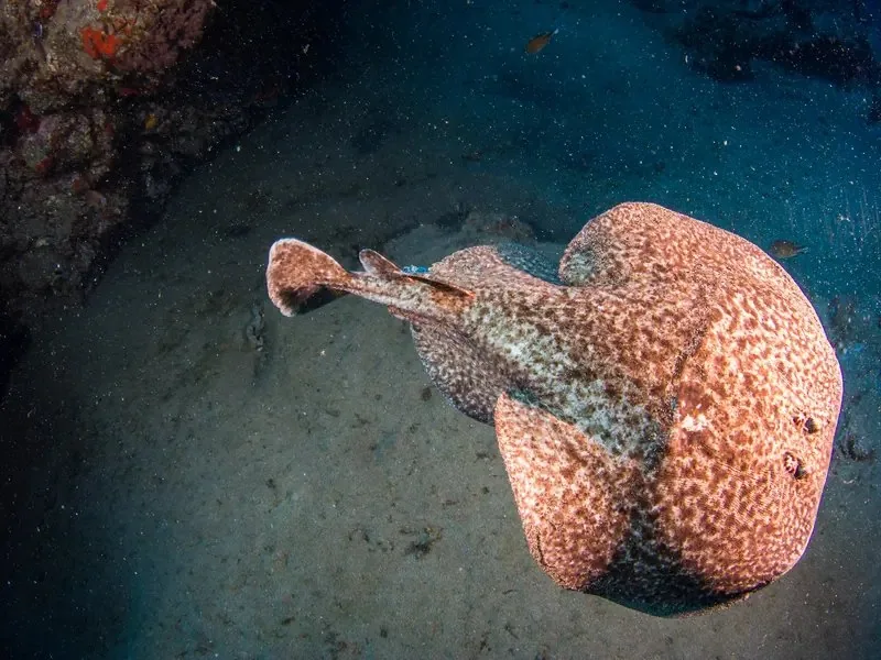 Raya torpedo moteada sobre un fondo de roca