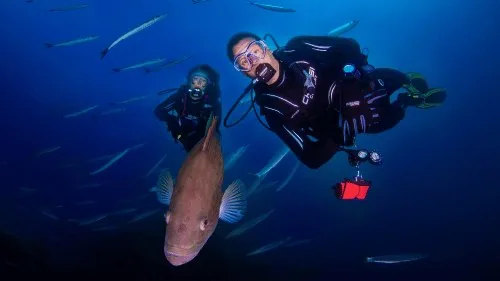 Buceador fotografía un mero rojo con un banco de peces plateados detrás