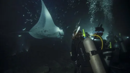 Buceador con linterna en una inmersión nocturna con una manta raya sobre él