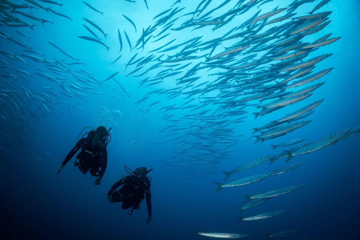 Dos buceadores bajo un banco de barracudas en agua azul