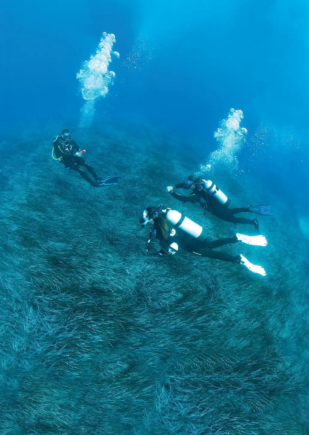 Dos buceadores avanzan sobre una pradera de posidonia en agua azul