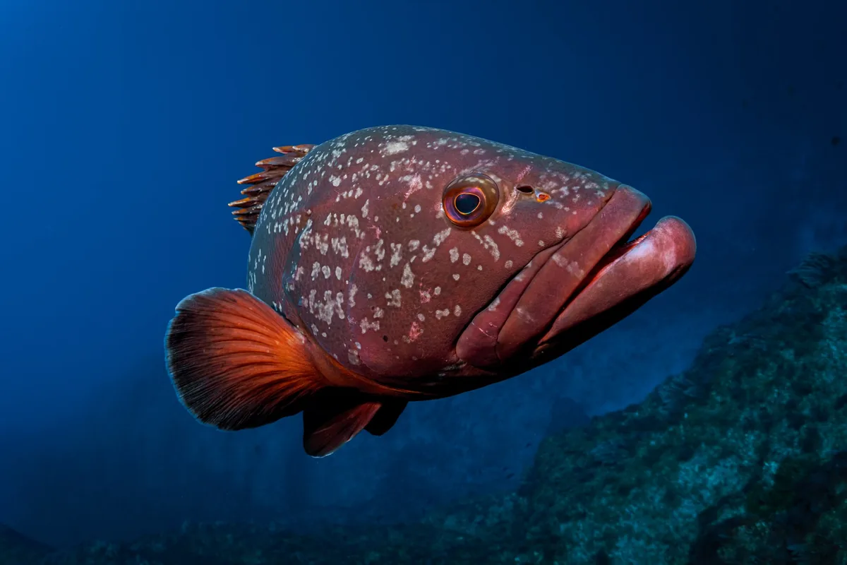 Primer plano de un mero rojo con manchas blancas, ejemplo de identificación de peces
